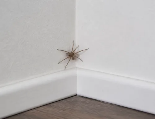Got Spiders in Your Pearsall Home? Here’s Why They’re Moving Indoors This July