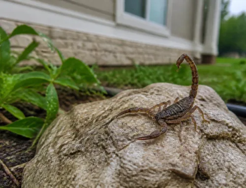 7 Mistakes You’re Making with Post-Rain Pest Control (And Why Scorpions Are Finding Your Devine Home)