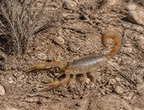 Scorpions in Dilley: Why They’re Invading Your Home and How to Stop Them